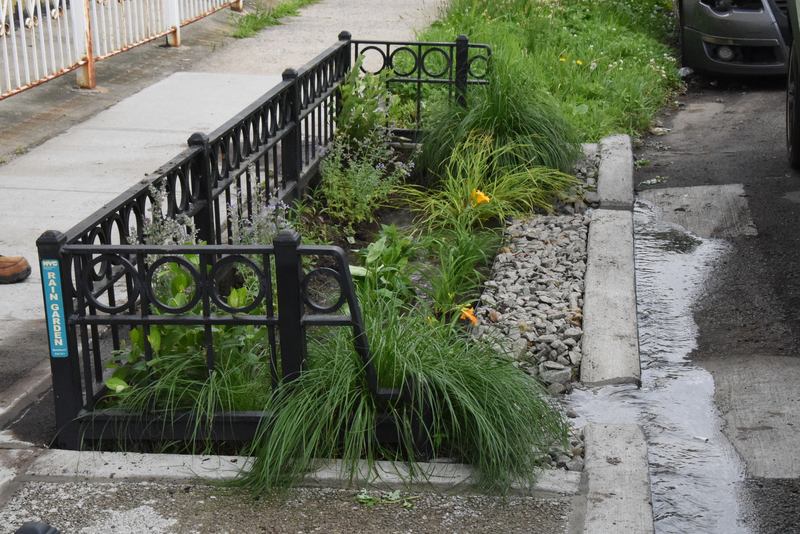 Rain_gardens_in_Queens_(1)