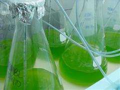 Algae-culture-flasks-WET-350x0-c-default