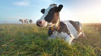 sustainable-food-systems-pasture-grasslands
